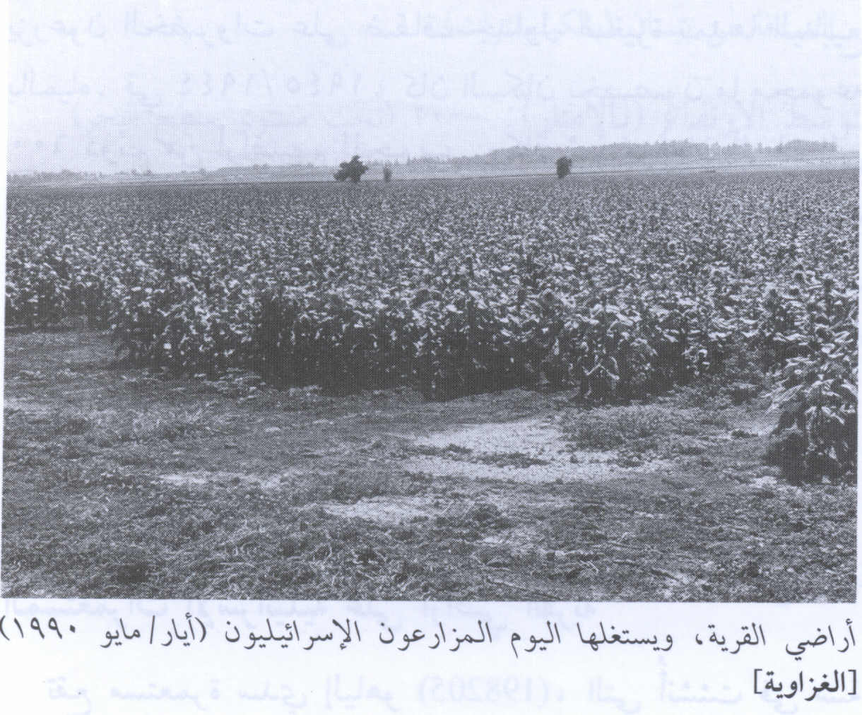 صورة لقرية الغزاويه - فلسطين: : منظر عام لأراضي القرية المنهوبة في عام 1990 وكما ترى الصهاينة يزرعون الأرض، اُنقر الصورة لتكبيرها.