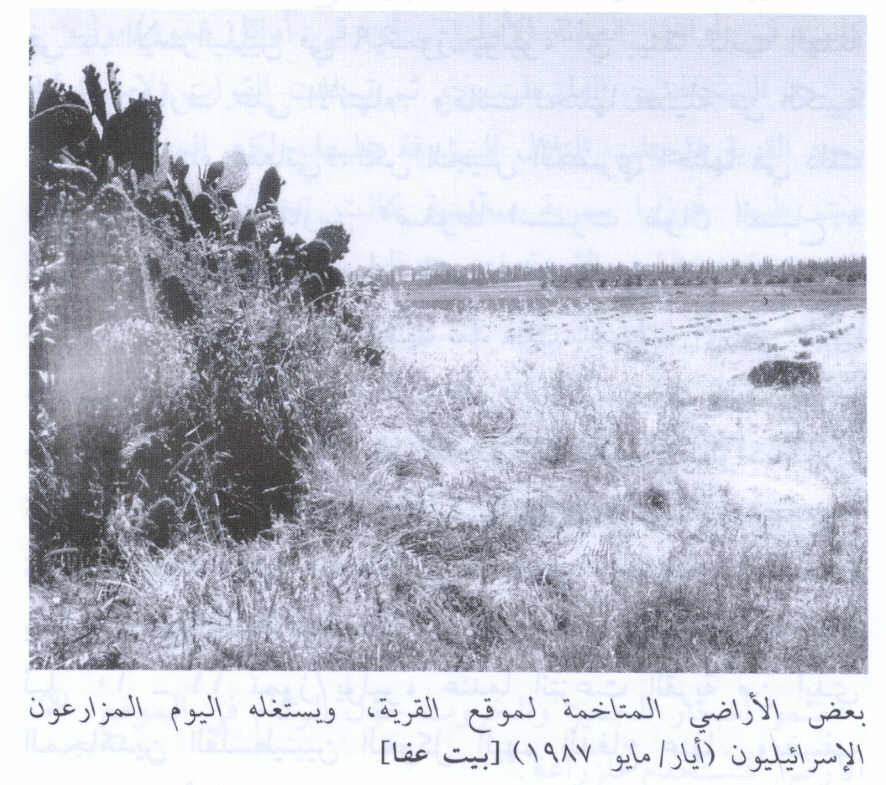 صورة لقرية بيت عفا - فلسطين: : منظر عام لاراضى القرية -1987.