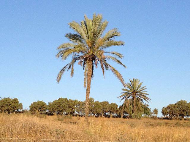 Picture for Burayr Village - Palestine: : صوره حديثه لما تبقى من قريه برير المهجره