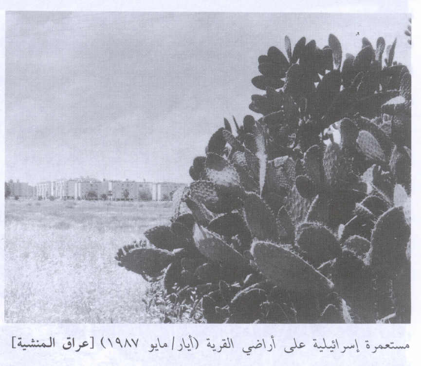 صورة لقرية عراق المنشية - فلسطين: : منظر لموقع القرية التي دمرها الصهاينة وطهروا سكانها عرقياً. 1987