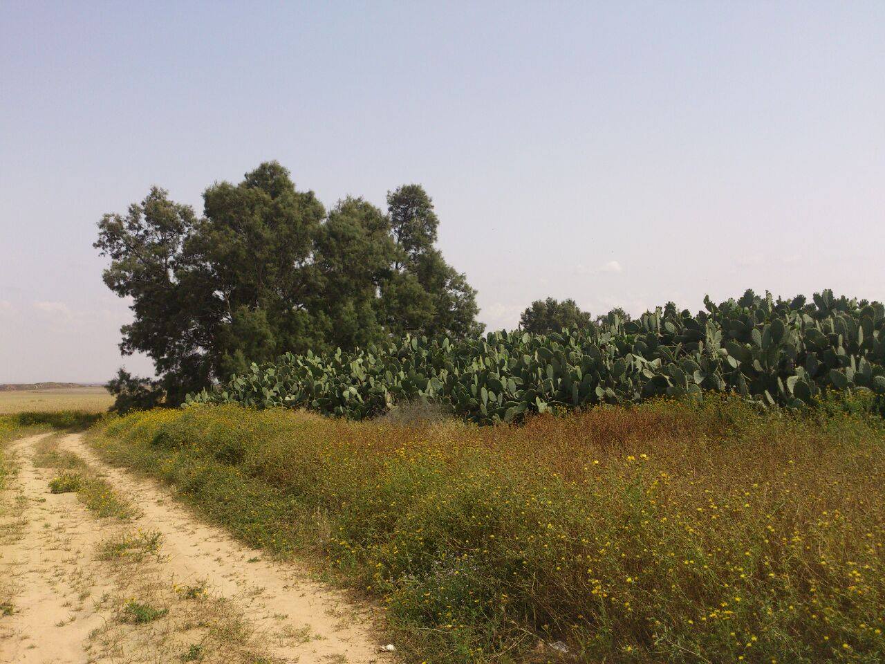 Picture for Abu Sitteh/Ghawali Village - Palestine: : من اراضى عشيره ابو سته