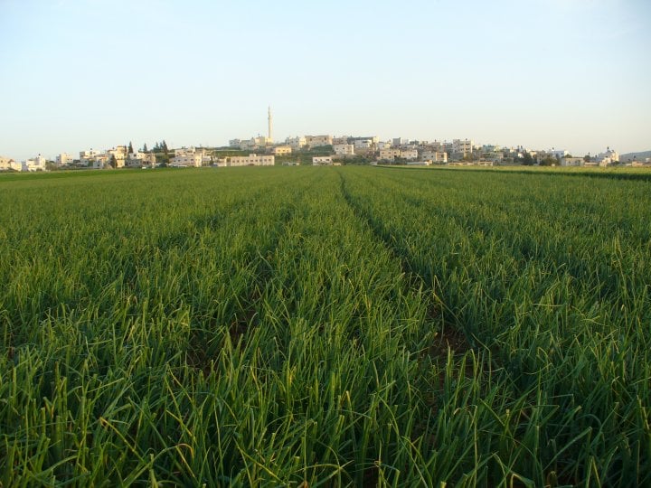 Picture for Bayt Qad Village - Palestine: : بيت قاد