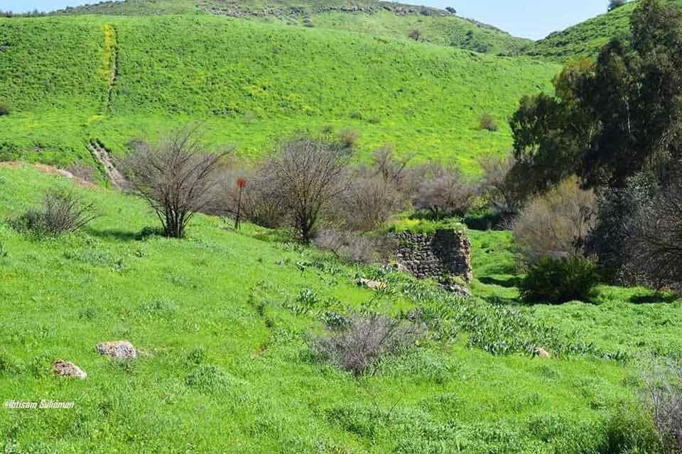 صورة لقرية Wadi al-Bira - فلسطين: : جولة في ربوع قرية وادي البيرة المهجرة والمدمرة #3