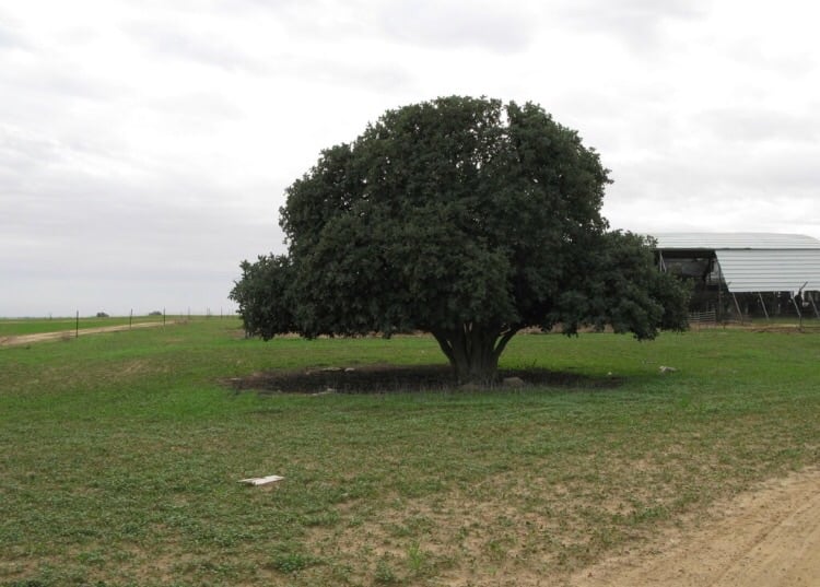 Picture for al-Qila'i Village - Palestine: : من موقع القريه