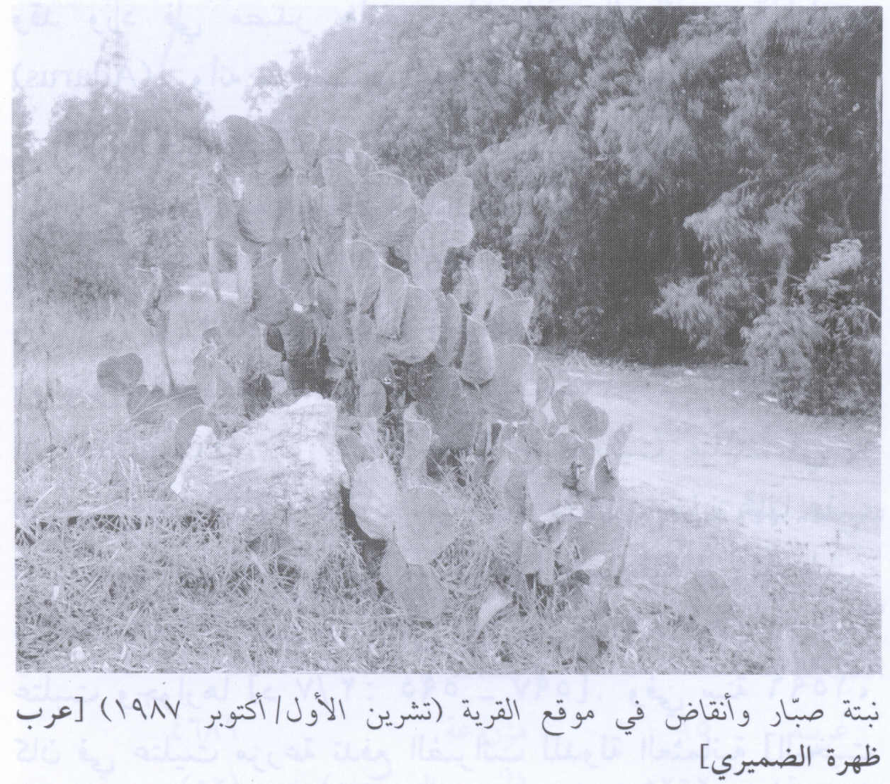صورة لقرية عرب ظهرة الضميري - فلسطين: : أطلال بيوت القرية المدمرة 1987