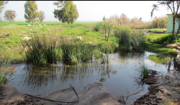 Picture for Lid, Khirbat Village - Palestine: : عين القريه بجوار موقعها