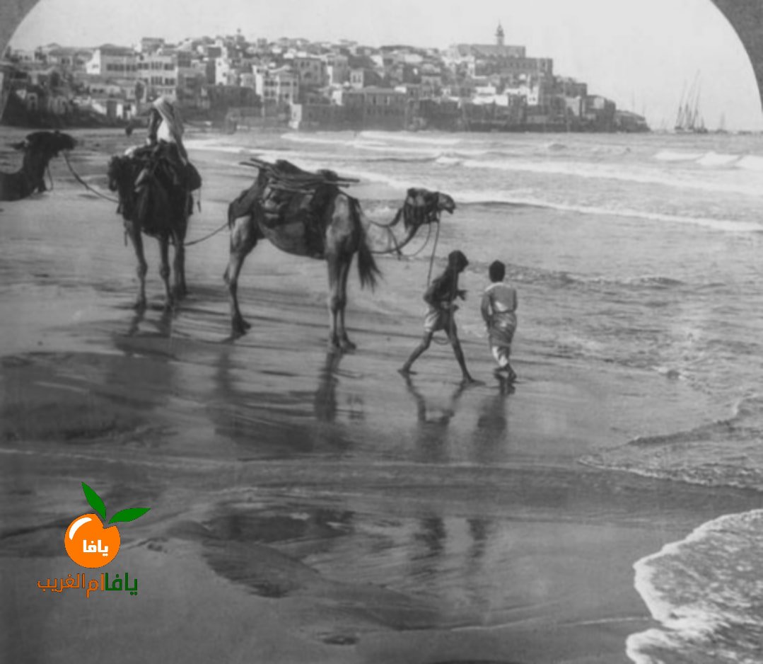 Picture for Jaffa City: صورة نادرة جدا لأطفال يافا يلعبون ويمرحون مع جمالهم عند شاطئ حي ارشيد في يافا. Browse 70k pictures documenting Palestinian history & culture before Nakba