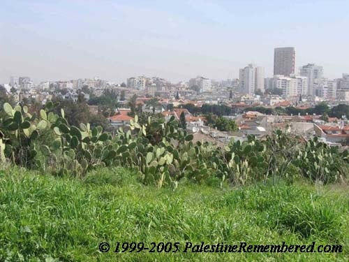 صورة لقرية جريشة - فلسطين: : شجر الصبار في القرية وتل ابيب تظهر في الخلف.