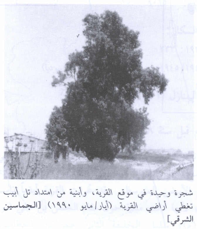 صورة لقرية الجماسين الشرقي - فلسطين: : الشجرة الوحيدة التي بقي من آثار القرية. 1990