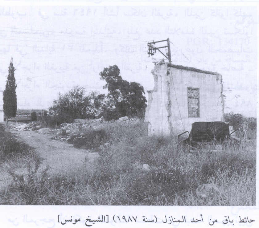 صورة لقرية الشيخ مونس - فلسطين: : أطلال بيوت القرية المدمرة، 1987.
