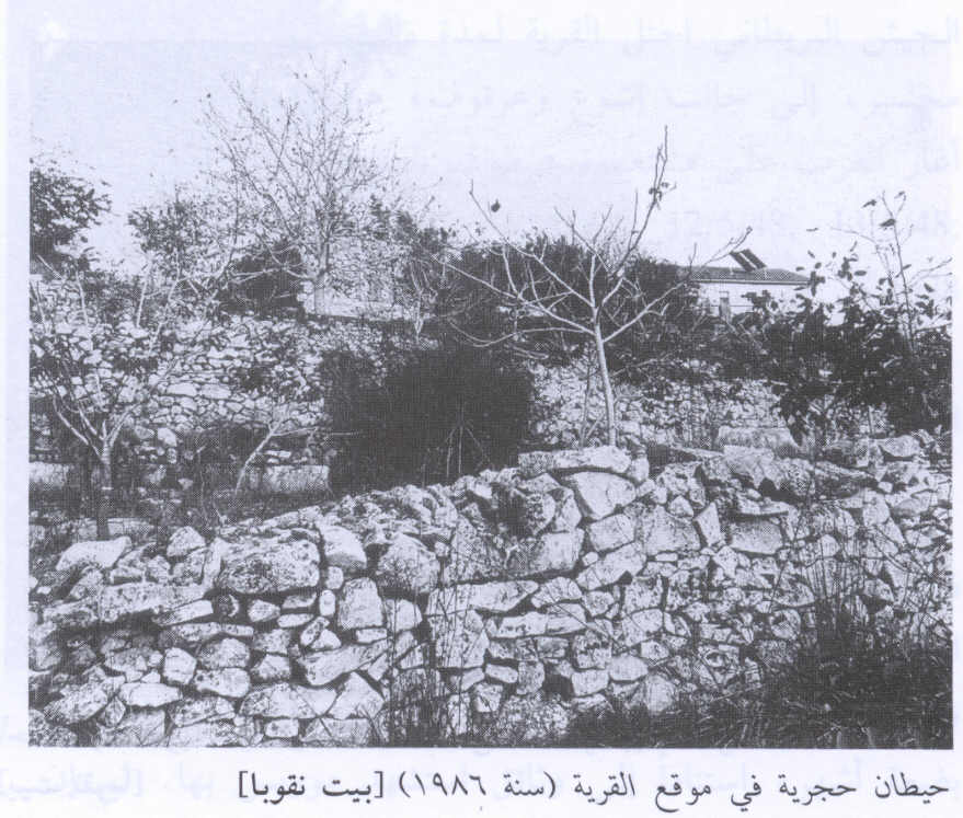 صورة لقرية بيت نقوبا - فلسطين: : منظر لموقع القرية التي دمرها الصهاينة وطهروا سكانها عرقياً. أطلال القرية المدمرة واضحة. 1986