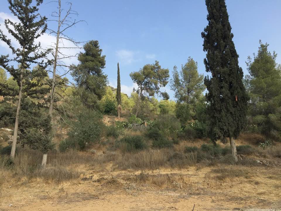 صورة لقرية عسلين - فلسطين: : Let us see how the most 