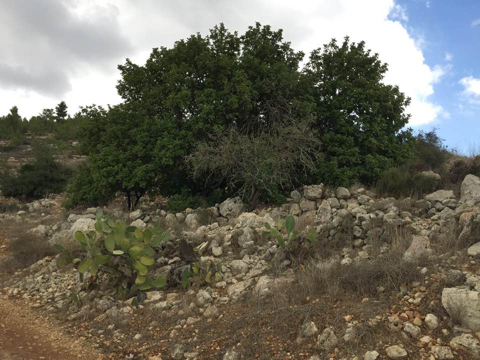 Picture for al-'Umur, Khirbat Village - Palestine: : Let us see how the most 