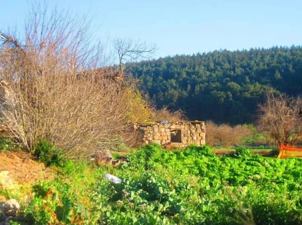 Picture for Saffuriyya Village - Palestine: : That is how the 