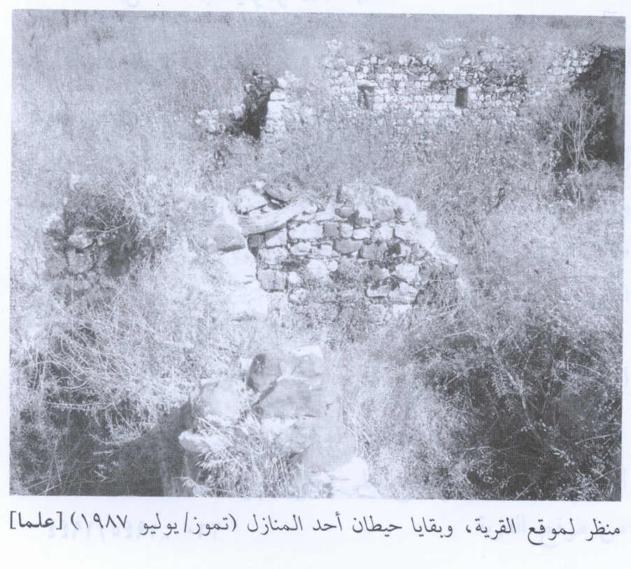 صورة لقرية علما - فلسطين: : أطلال بيت في القرية المدمره 1987