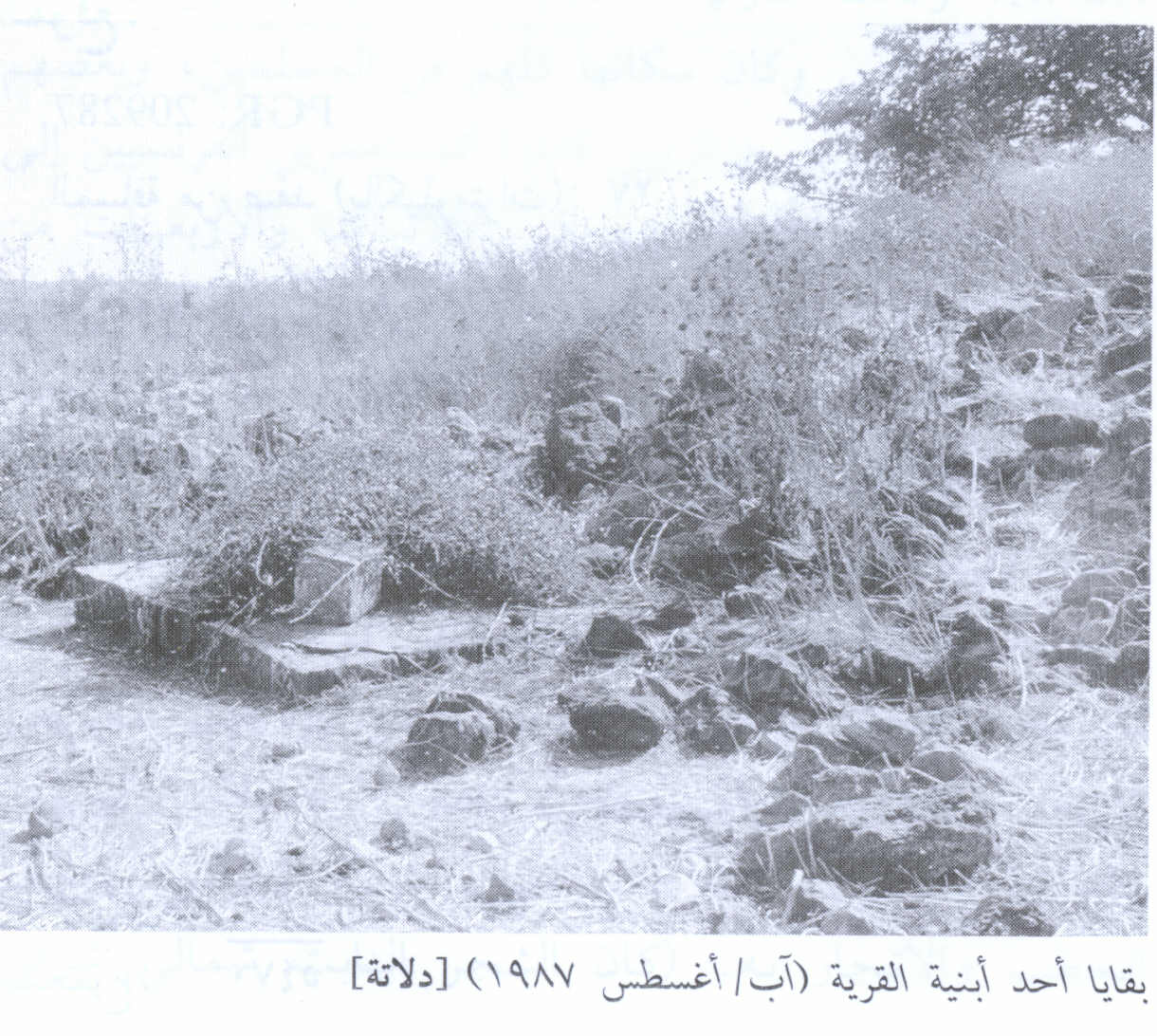 صورة لقرية دلاتة - فلسطين: : أطلال بيوت القرية المدمرة 8790