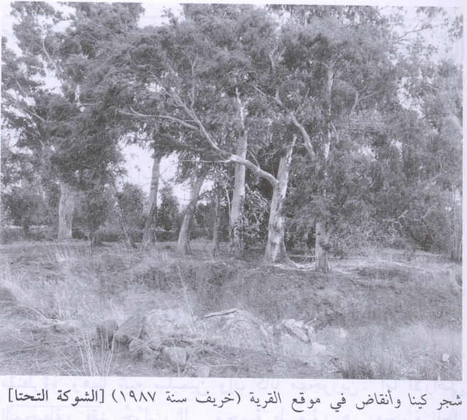 صورة لقرية الشوكة التحتا - فلسطين: : أنقاض وأشجار الكينيا في موقع القرية المدمرة. 1987