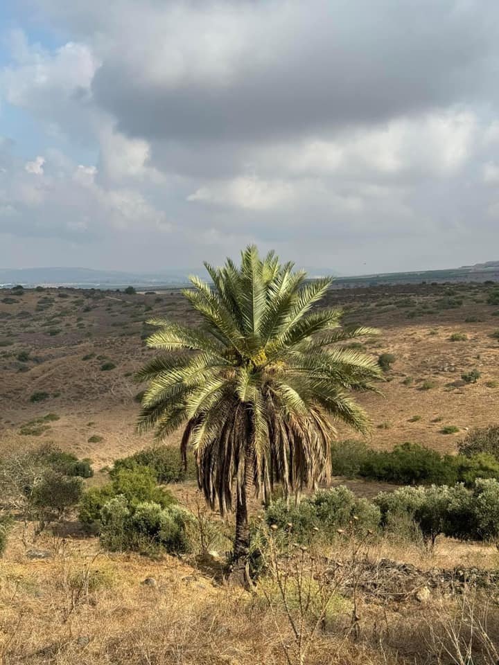 Picture for 'Awlam Village - Palestine: : As you see the 