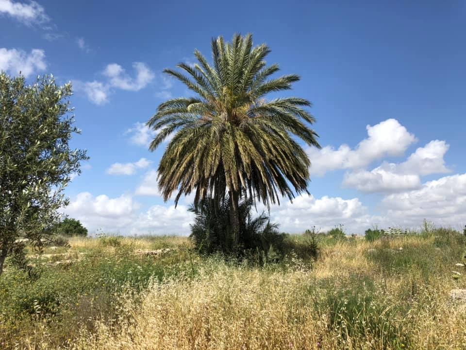 Picture for al-Burj Village - Palestine: : Let us see how the most 