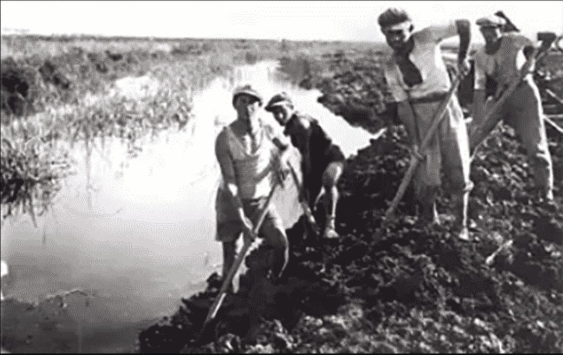 Yishuv while draining palestine's swamps